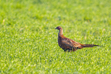 a young pheasant rooster in a meadow