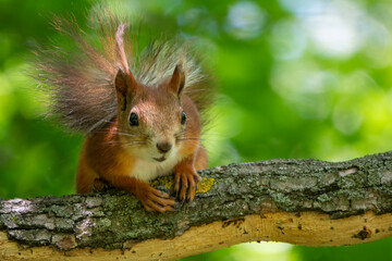 Red squirrel resting in the shade