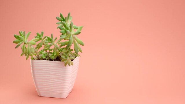 Incredible succulent sedum Graptosedum Francesco Baldi In a square pot on a pink background. The hand puts the flower on the background.