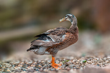 a duck stands on the beach of a lake
