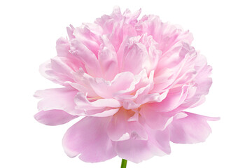 Pink peony flower - 511447348
