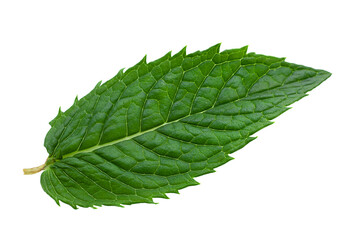 Spearmint herb closeup