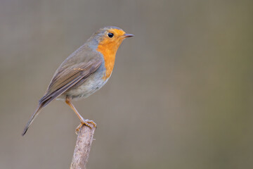 a robin sits on a branch