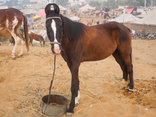 Horse tied by rope in indian village rural area