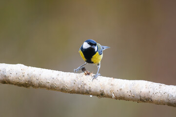a great tit sits on a branch