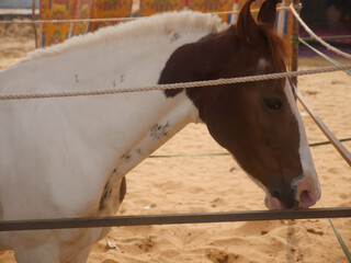 Horse tied by rope in indian village rural area