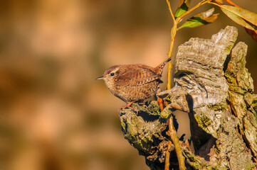 a wren sits on a branch and looks for food