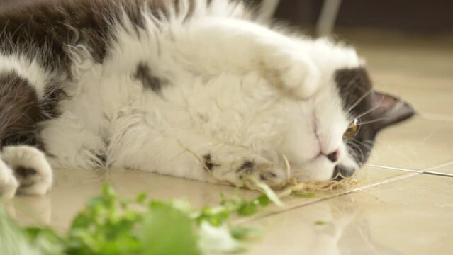 Cute Persian cat kitten rolling on floor chewing and rubbing against the root of Indian Acalypha catnip like plant that its root being attractive to domestic cats similar to catnip plant.
