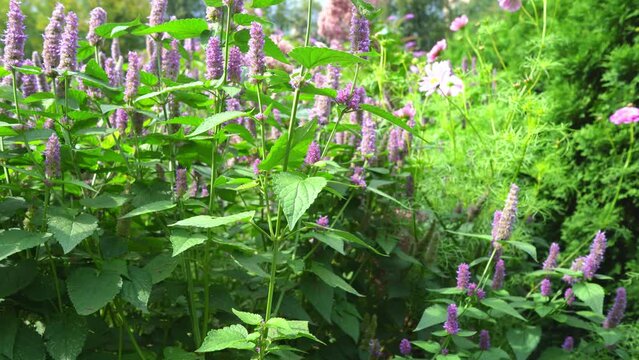 Flowers of the lamiaceae family (Lamiaceae) in the garden. Fresh herbs, Sunny day.