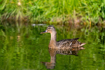 Mallard duck floating on the water with young ducklings