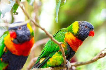 Tropical multicolor rainbow lorikeet, closeup bird portrait