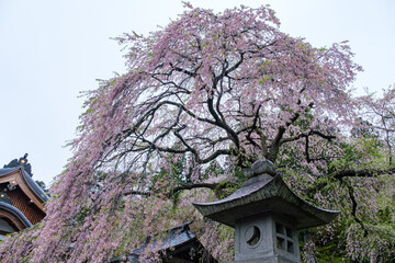 Fototapeta premium 南湖神社の楽翁桜