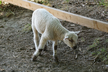 Obraz na płótnie Canvas Lamb - young white sheep on farm