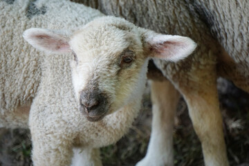 Young white sheep, lamb - close-up on head