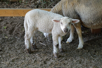 Young white sheep, lamp - side view