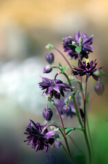 Fototapeta na wymiar Fioletowe kwiaty