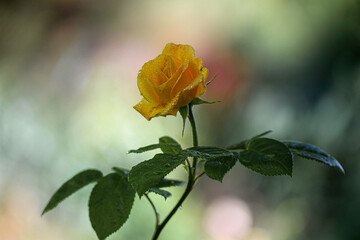 Herbaciana róża