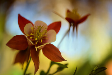 kwiaty czerwonych orlików