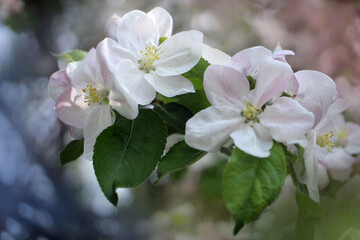 Kwiaty jabłoni - obrazy, fototapety, plakaty
