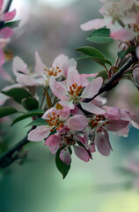 Kwiaty rajskiej jabłoni - obrazy, fototapety, plakaty