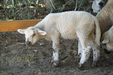 Obraz premium Young white sheep, lamp - side view