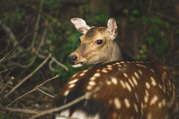 Close up of deer in forest