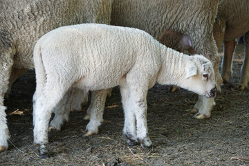 Young white sheep, lamp - side view