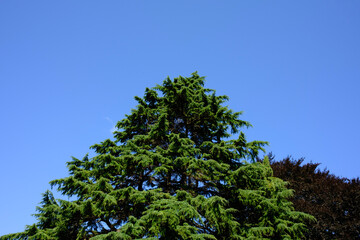 green pine tree