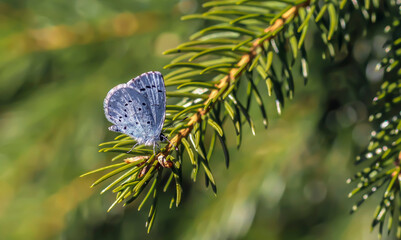 Niebieski motyl na świerku © Gabriela