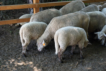 Obraz premium Flock of sheep, wooden fence - back view