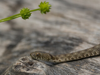Dice snake or water snake (Natrix tessellata) in nature, close up