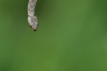 Head of a Dice snake or water snake (Natrix tessellata), close up, on a green background