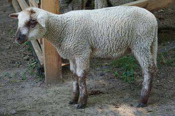 Young white sheep, lamb on farm