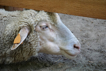 Sheep laying on a ground - close-up on head