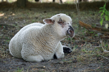 Naklejka premium Lamb - young white sheep laying on ground