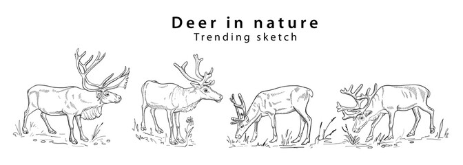 Hand drawn silhouette deer in different poses eating grass and standing in nature a trending sketch. Doodle style