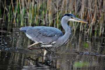 Héron cendré (Ardea cinerea), Neuchâtel, Suisse
