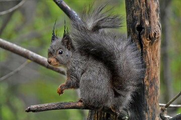 Écureuil roux (Sciurus vulgaris), Neuchâtel, Suisse.