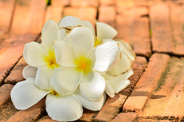 Obraz na płótnie Canvas frangipani flowers on the ground
