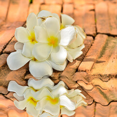 Fototapeta na wymiar frangipani flowers on the ground