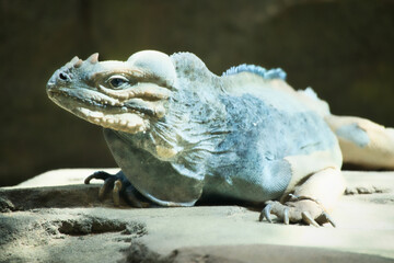 large iguana lying on a stone. Thorny comb and scaly skin. Animal photo