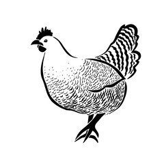 Graphic chicken object. Vector illustration. Grunge label, sticker for the farms and manufacturing depicting roster. Grunge label for the chicken product. Farm painting. Cockerel.