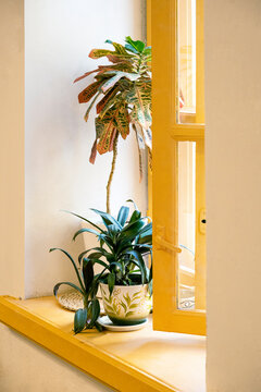 Indoor plants on bright yellow window sills.