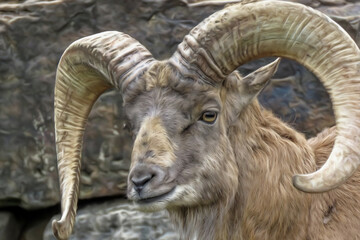 close up of a mountain goat