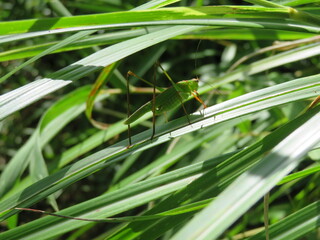 Long legged grasshopper on a leaf