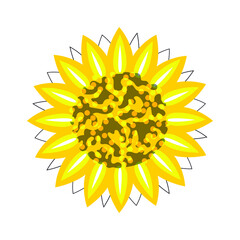 Sunflower close-up bright yellow on a white background. Vector.