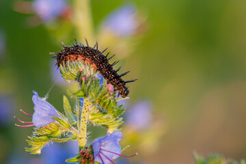 Peacock butterfly caterpillar close-up on a flower