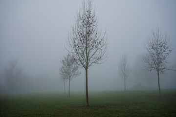 Obraz na płótnie Canvas Baumen im Nebel
