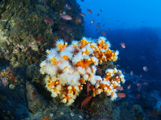 Naklejka na ściany i meble Orange Coral colony (Dendrophyllia ramea) in the Mediterranean sea