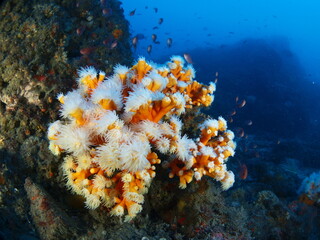 Orange Coral colony (Dendrophyllia ramea) in the Mediterranean sea